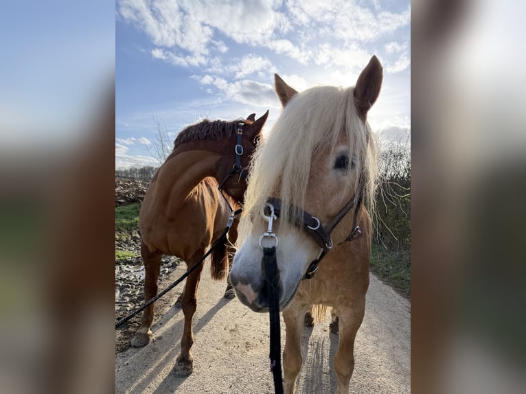 Haflinger Gelding 5 years 15.2 hh  in Kayl
