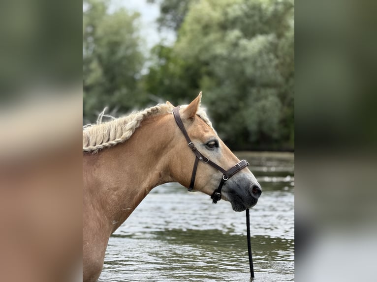 Haflinger Gelding 5 years 15.2 hh  in Kayl