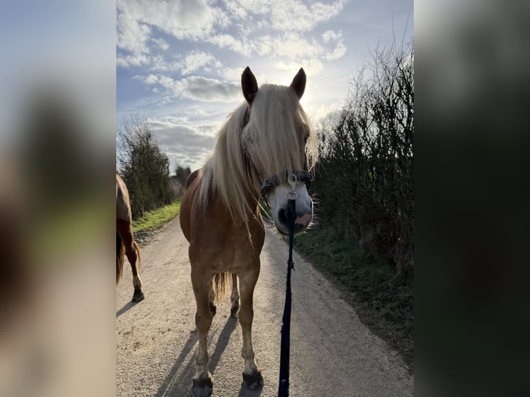Haflinger Gelding 5 years 15.2 hh  in Kayl