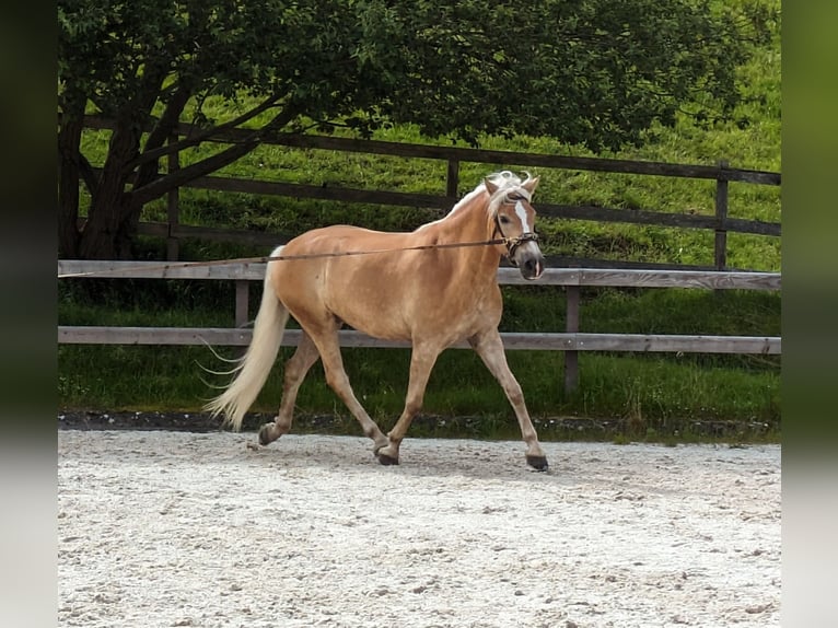 Haflinger Gelding 5 years 15,3 hh Chestnut-Red in Trachselwald