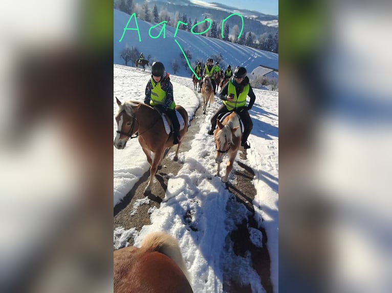 Haflinger Gelding 5 years 15,3 hh Chestnut-Red in Trachselwald