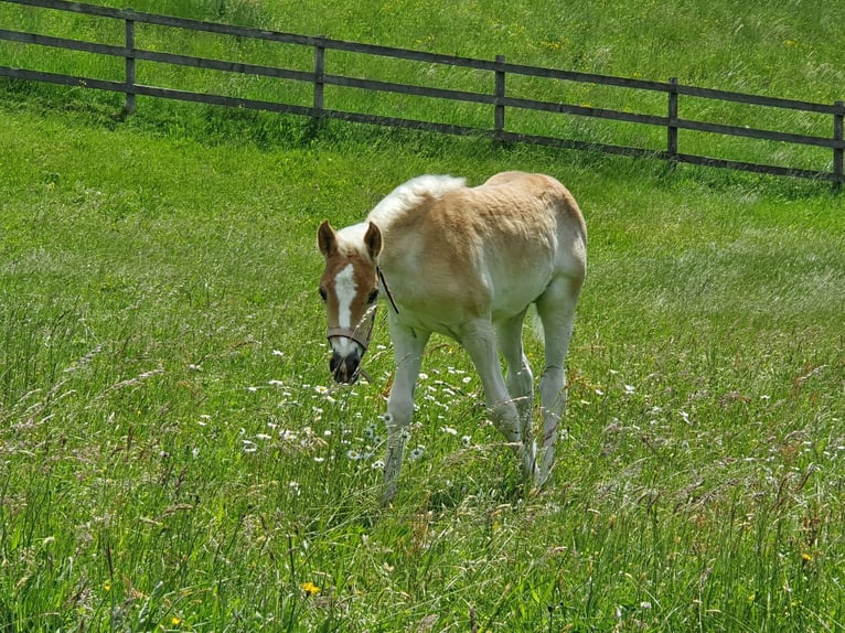 Haflinger Gelding 5 years 15,3 hh Chestnut-Red in Trachselwald