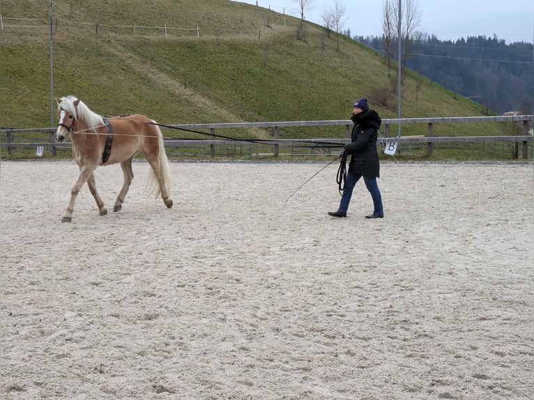 Haflinger Gelding 5 years 15,3 hh Chestnut-Red in Trachselwald