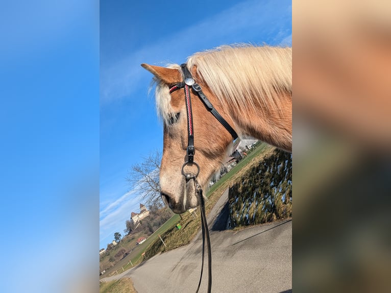 Haflinger Gelding 5 years 15,3 hh Chestnut-Red in Trachselwald