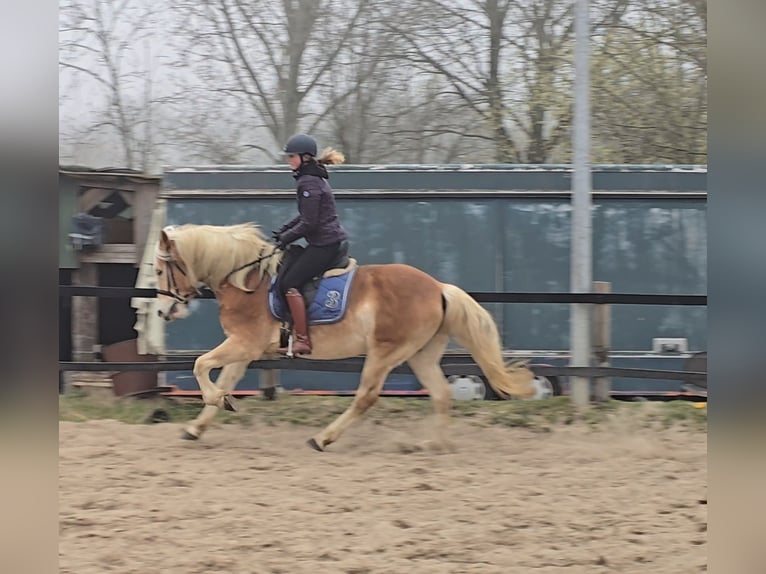 Haflinger Gelding 5 years 15 hh Chestnut-Red in M&#xFC;lheim an der Ruhr