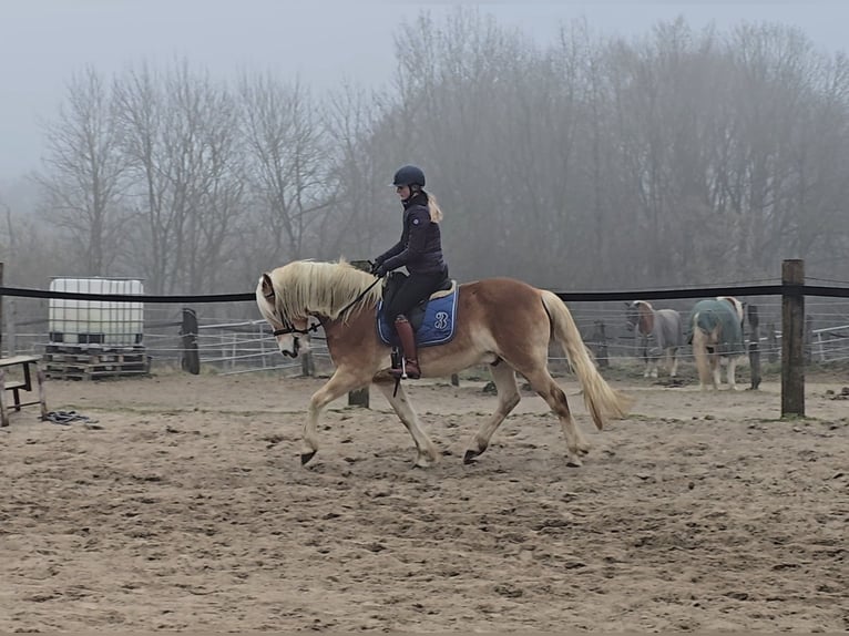 Haflinger Gelding 5 years 15 hh Chestnut-Red in M&#xFC;lheim an der Ruhr