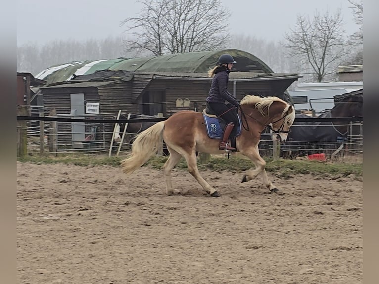 Haflinger Gelding 5 years 15 hh Chestnut-Red in M&#xFC;lheim an der Ruhr