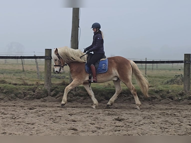 Haflinger Gelding 5 years 15 hh Chestnut-Red in M&#xFC;lheim an der Ruhr