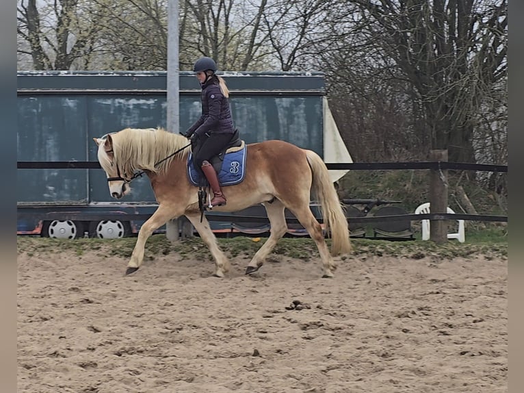 Haflinger Gelding 5 years 15 hh Chestnut-Red in M&#xFC;lheim an der Ruhr