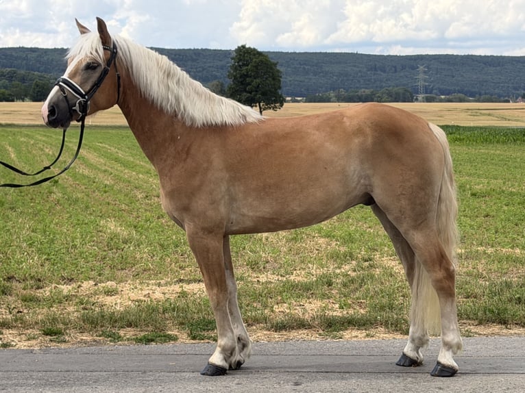Haflinger Gelding 5 years 15 hh Chestnut-Red in Riedlingen