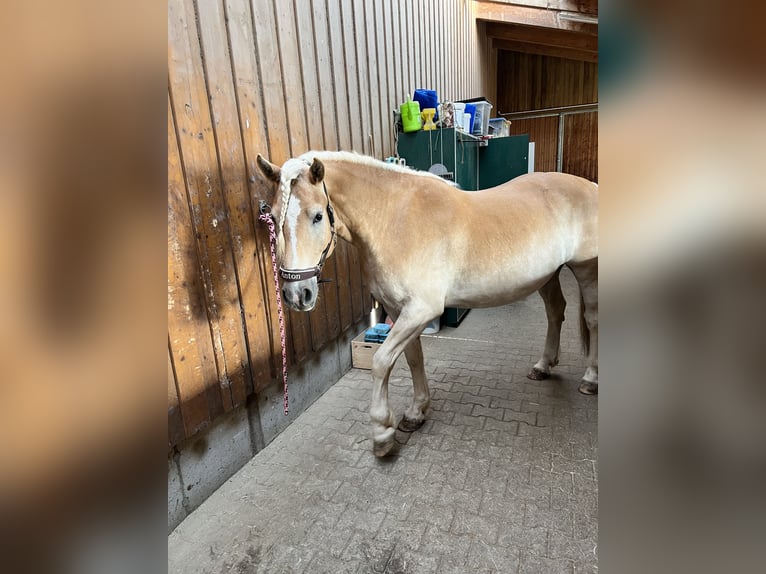 Haflinger Gelding 5 years 15 hh Chestnut-Red in Höhenkirchen-Siegertsbrunn