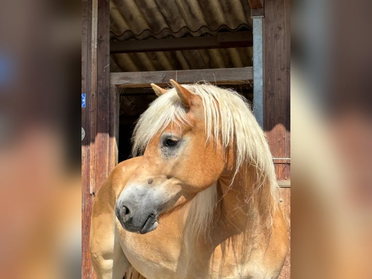Haflinger Gelding 5 years 15,1 hh Chestnut-Red in Schwaikheim