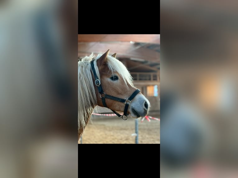Haflinger Gelding 5 years 15,1 hh Chestnut-Red in Schwaikheim