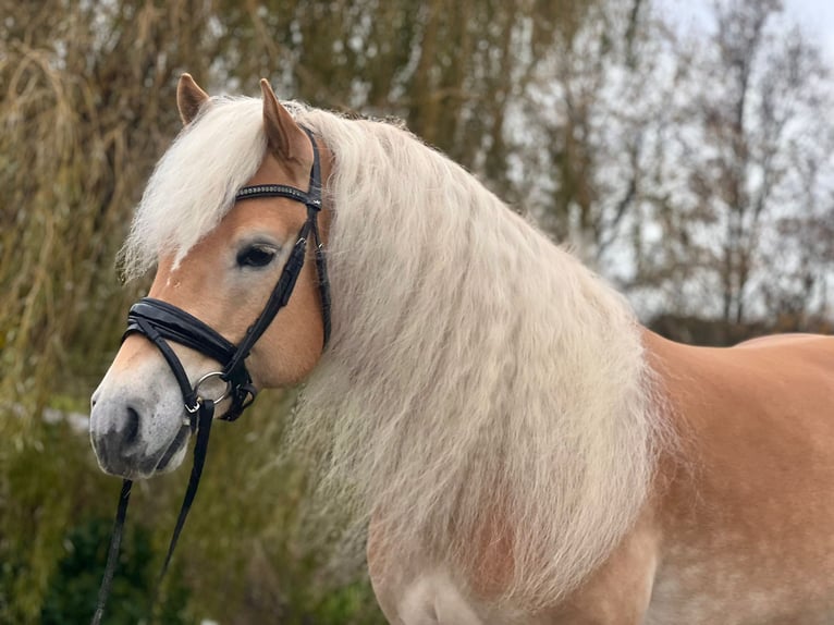 Haflinger Gelding 5 years 15,1 hh Chestnut-Red in Wervershoof