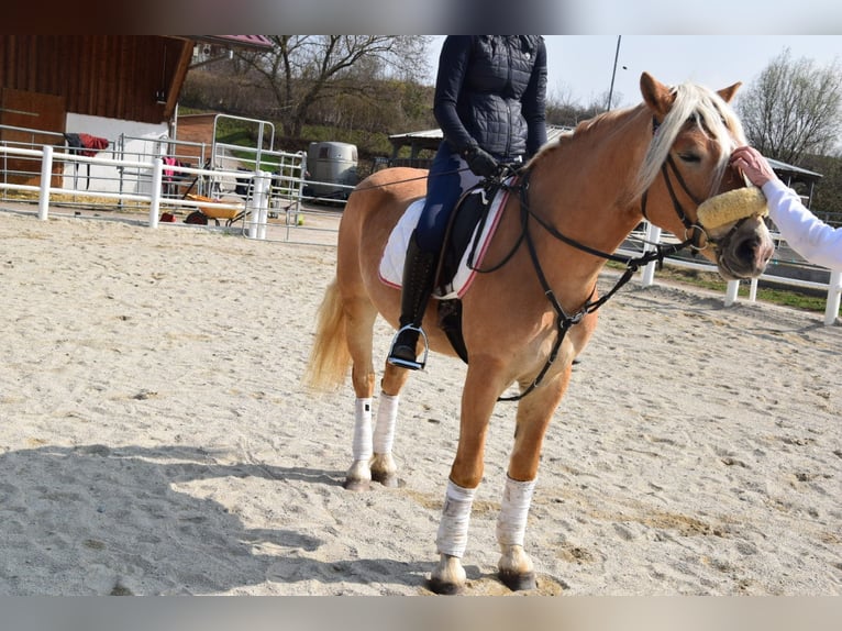 Haflinger Gelding 5 years 15,1 hh Palomino in Strass im strassertal