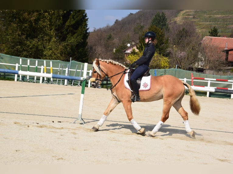 Haflinger Gelding 5 years 15,1 hh Palomino in Strass im strassertal
