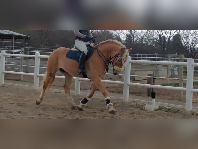 Haflinger Gelding 5 years 15,1 hh Palomino in Strass im strassertal
