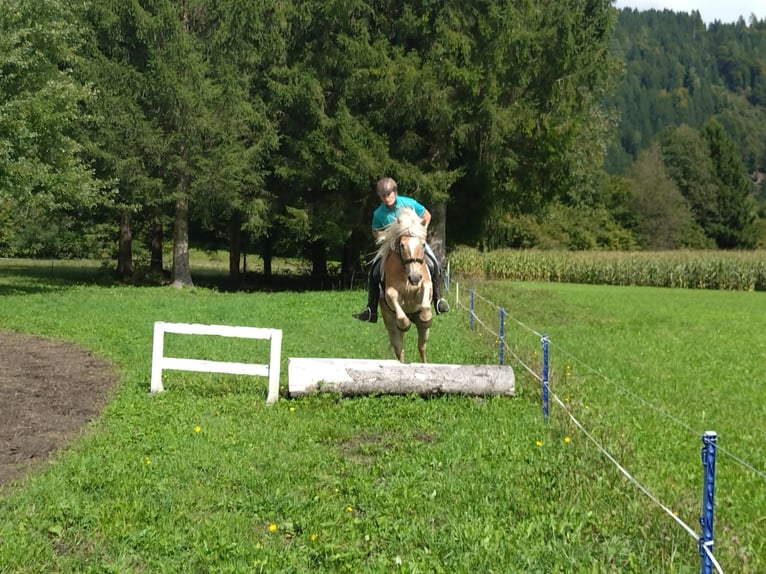 Haflinger Gelding 5 years Chestnut-Red in St. Daniel im Gailtal