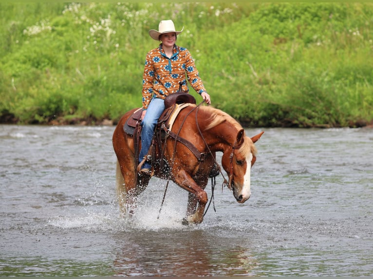 Haflinger Mix Gelding 5 years Chestnut in Clarion