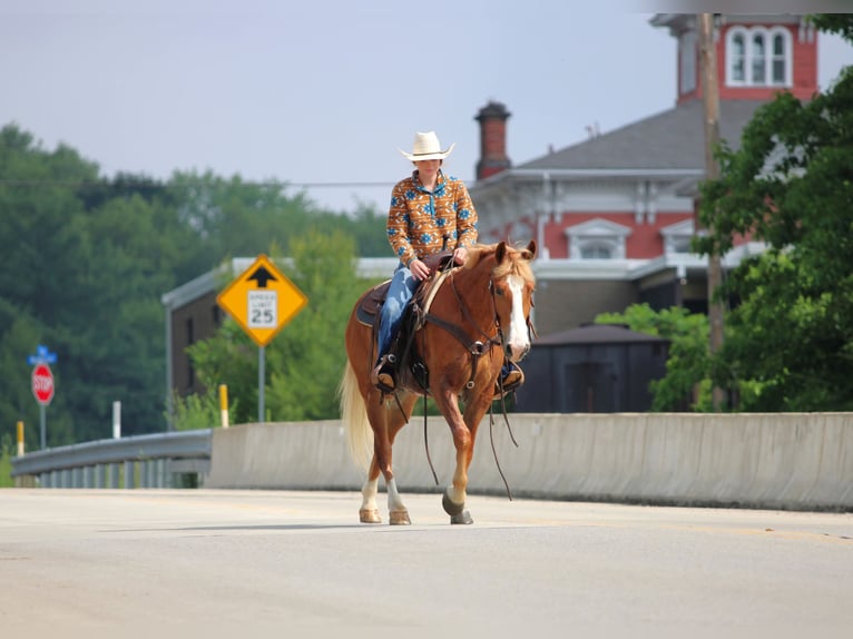 Haflinger Mix Gelding 5 years Chestnut in Clarion