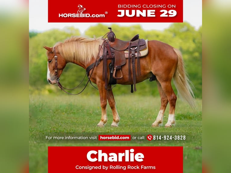 Haflinger Mix Gelding 5 years Chestnut in Clarion