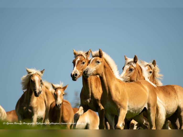 Haflinger Gelding 5 years in Roßhaupten