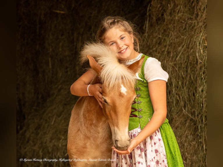 Haflinger Gelding 5 years in Roßhaupten