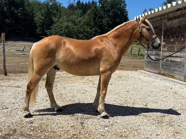 Haflinger Gelding 5 years  in Globasnitz / Globasnica