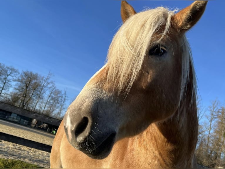 Haflinger Gelding 5 years in Havixbeck