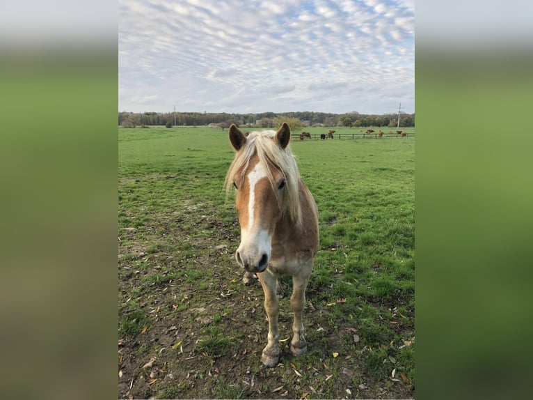 Haflinger Gelding 5 years in Havixbeck