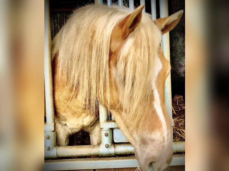 Haflinger Gelding 5 years in Havixbeck