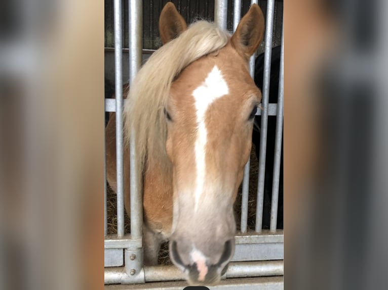 Haflinger Gelding 5 years in Havixbeck