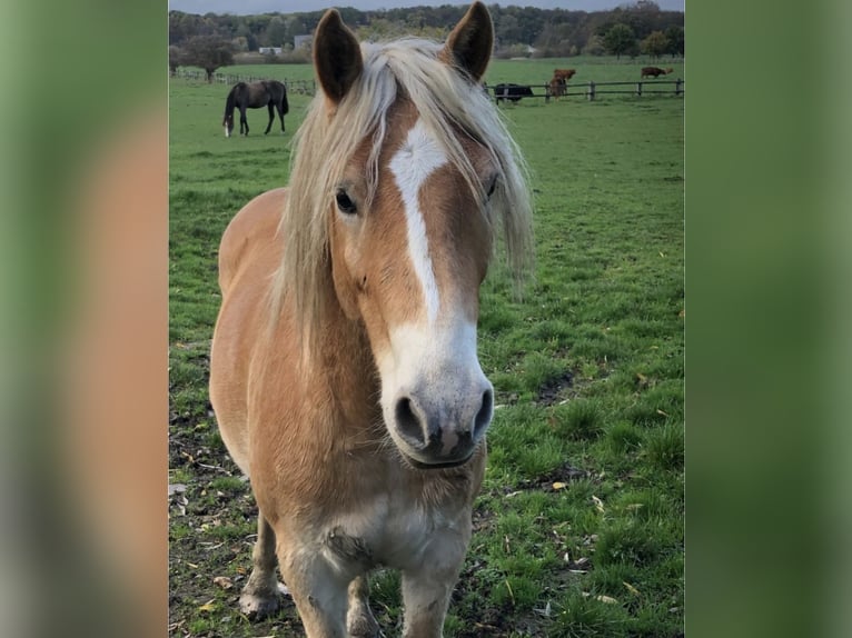 Haflinger Gelding 5 years in Havixbeck