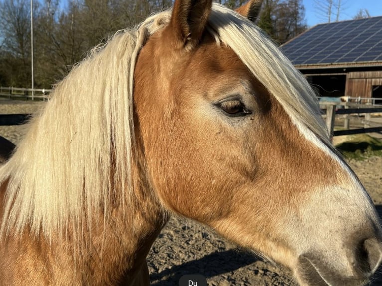 Haflinger Gelding 5 years in Havixbeck