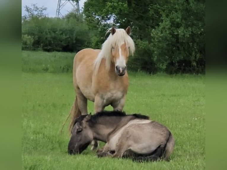 Haflinger Gelding 5 years in Havixbeck