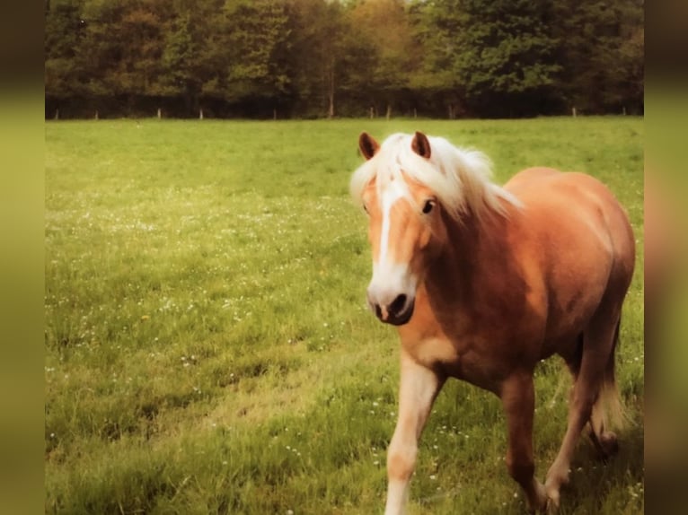 Haflinger Gelding 5 years in Havixbeck