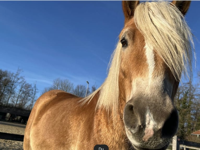 Haflinger Gelding 5 years in Havixbeck