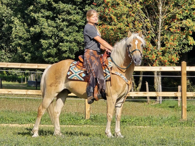 Haflinger Gelding 6 years 13,3 hh Chestnut-Red in Linkenbach