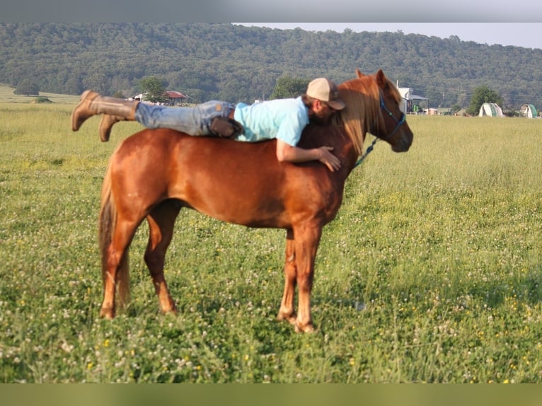 Haflinger Gelding 6 years 13,3 hh Sorrel in Kinta