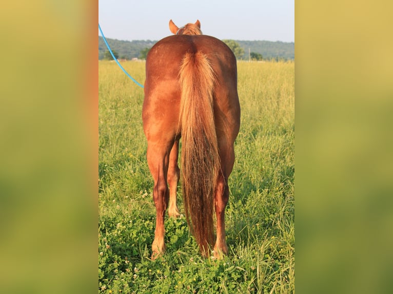 Haflinger Gelding 6 years 13,3 hh Sorrel in Kinta