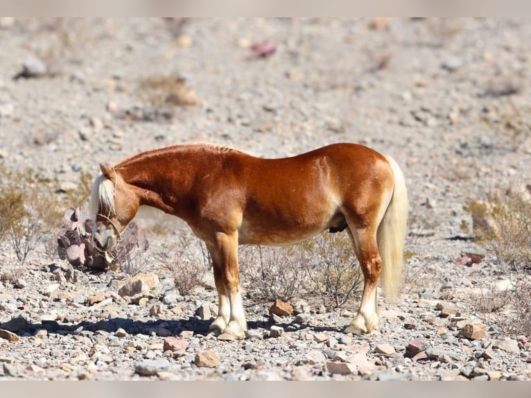 Haflinger Gelding 6 years 13 hh Sorrel in Joshua, tx