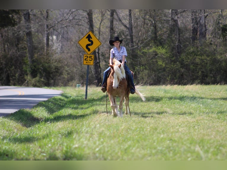 Haflinger Gelding 6 years 13,3 hh Chestnut in Cleveland TN
