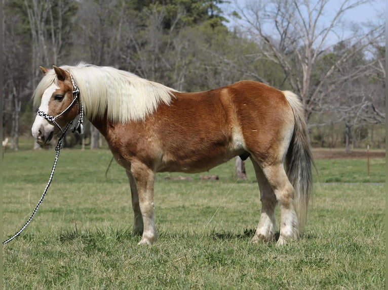 Haflinger Gelding 6 years 13,3 hh Chestnut in Cleveland TN