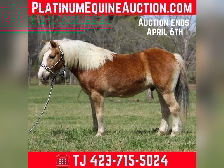 Haflinger Gelding 6 years 13,3 hh Chestnut in Cleveland TN