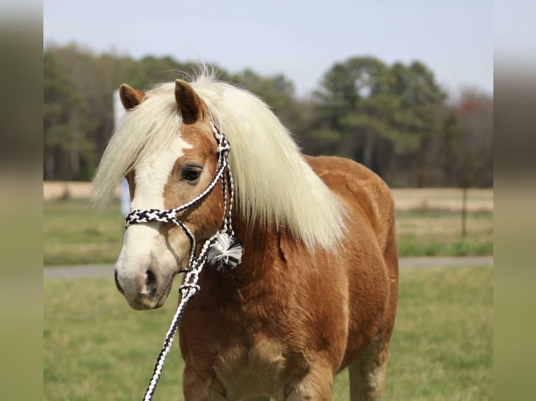 Haflinger Gelding 6 years 13,3 hh Chestnut in Cleveland TN