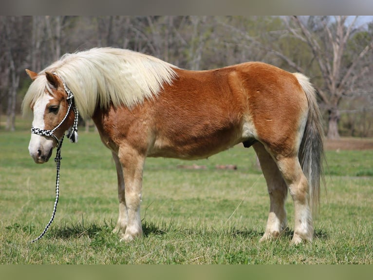 Haflinger Gelding 6 years 13,3 hh Chestnut in Cleveland TN