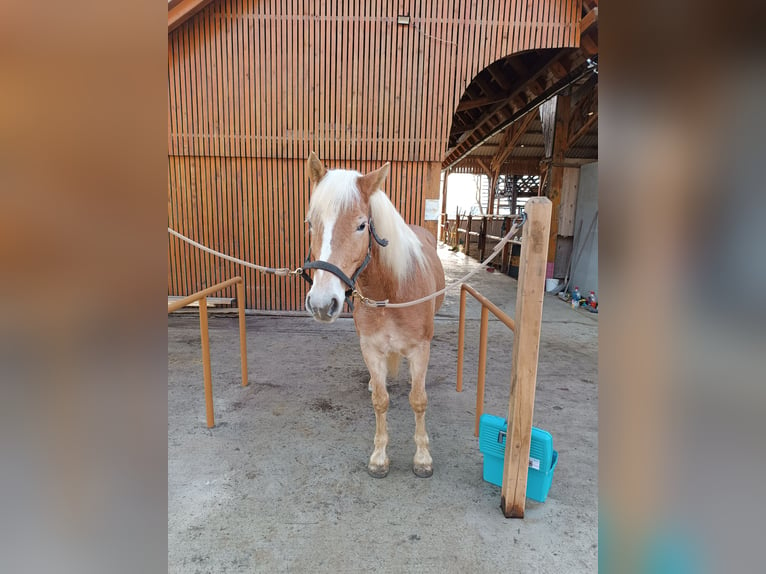 Haflinger Gelding 6 years 14,1 hh Chestnut in Sevnica