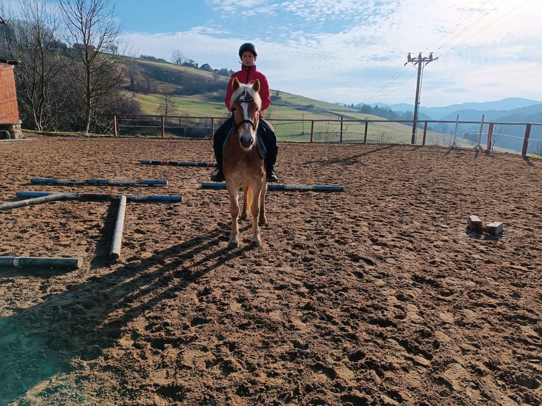 Haflinger Gelding 6 years 14,1 hh Chestnut in Sevnica