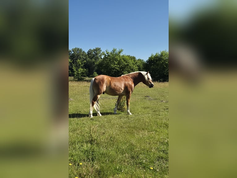 Haflinger Gelding 6 years 14.1 hh Chestnut-Red in Altenmünster