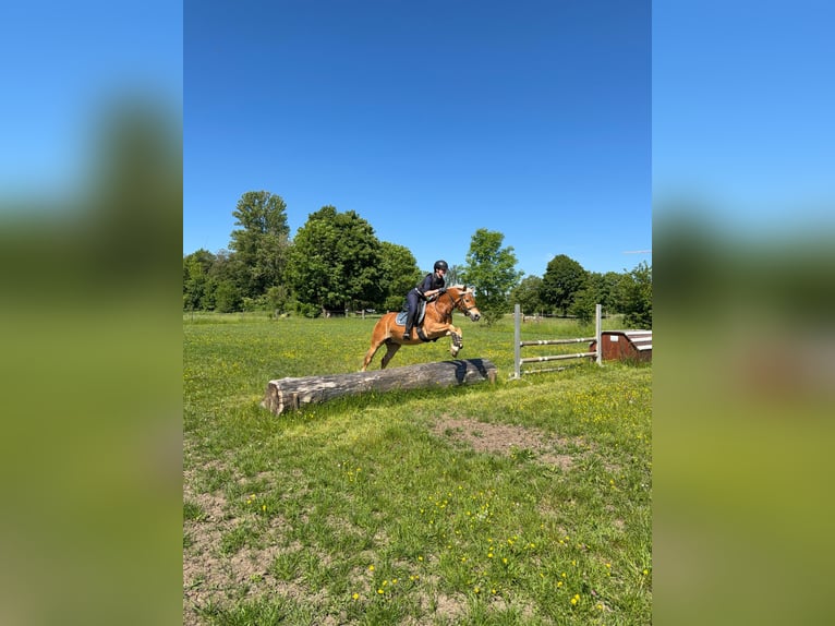 Haflinger Gelding 6 years 14.1 hh Chestnut-Red in Altenmünster